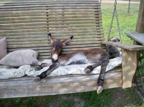 Top 10 Images of Animals on Swings