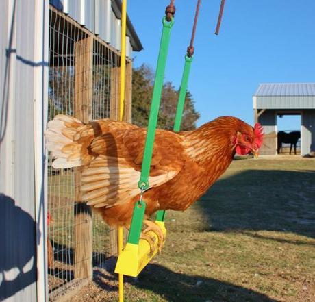 Top 10 Images of Animals on Swings