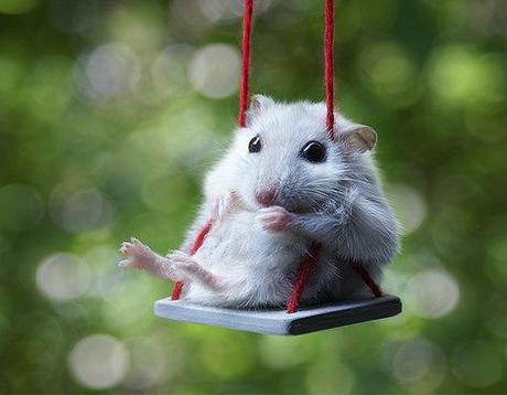 Top 10 Images of Animals on Swings