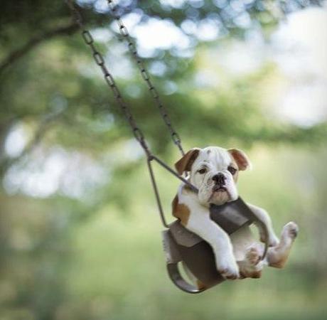 Top 10 Images of Animals on Swings