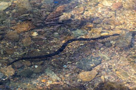 red bellied snake swimming in water