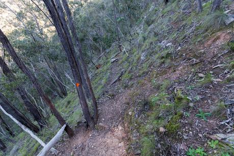 steep climb link track no 2 lerderderg gorge