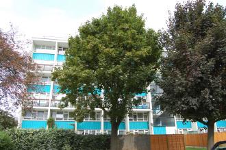 Acer pseudoplatanus (07/09/2014, Walworth, London)