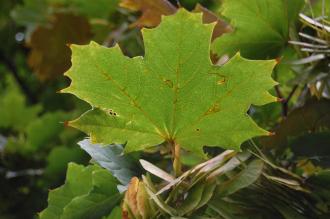 Acer pseudoplatanus Leaf (07/09/2014, Walworth, London)