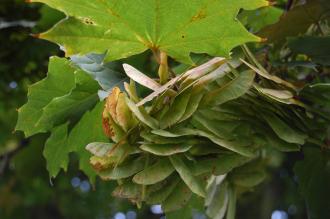 Acer pseudoplatanus Seed (07/09/2014, Walworth, London)