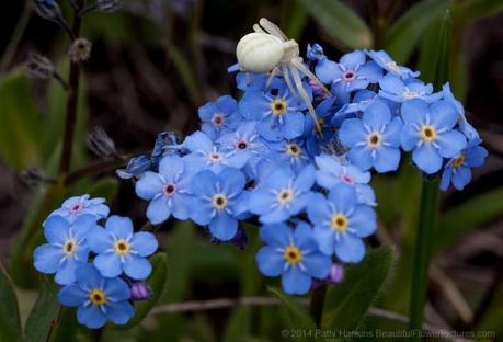 Mountain Forget Me Not - Myosotis asiatica