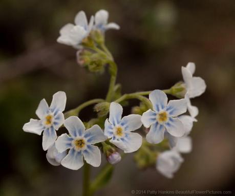 Forget Me Not