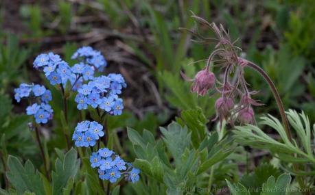 Mountain Forget Me Not - Myosotis asiatica