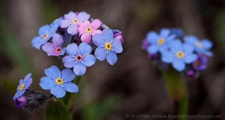 Mountain Forget Me Not - Myosotis asiatica