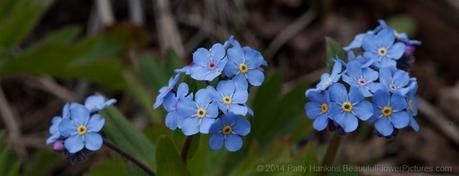 Mountain Forget Me Not - Myosotis asiatica