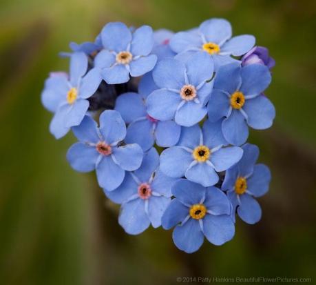 Mountain Forget Me Not - Myosotis asiatica