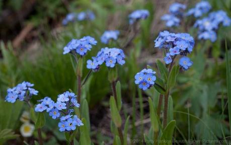 Mountain Forget Me Not - Myosotis asiatica