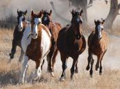 Wild Horses Problem Ranchers? Wolves Could That