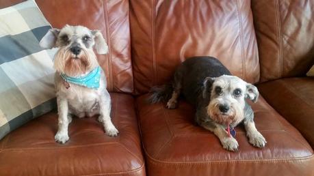 Would you adopt a dog? I did, twice! Meet Paris and Lady! #PedigreeGives #shop