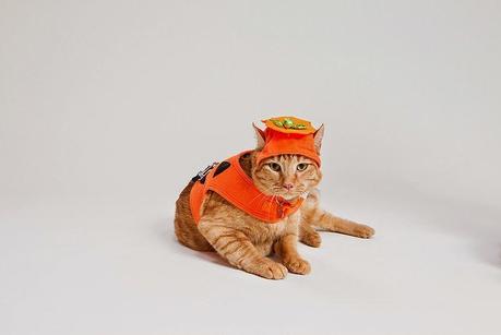 Best Halloween costume ideas for dogs