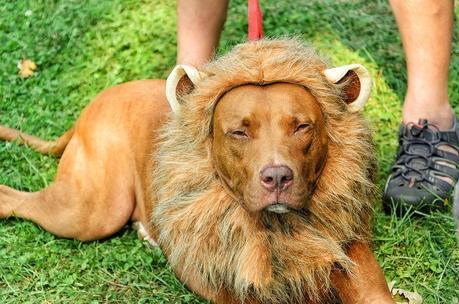 Best Halloween costume ideas for dogs