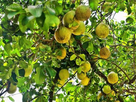 These fruits in a tree are almost ready for harvesting (Davao City, Philippines)