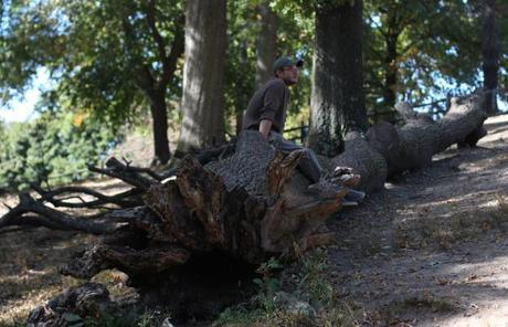 Tree Trunk