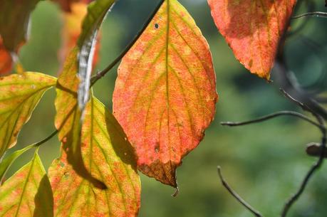 Autumn Tiptoes In . . .