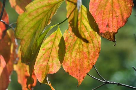 Autumn Tiptoes In . . .