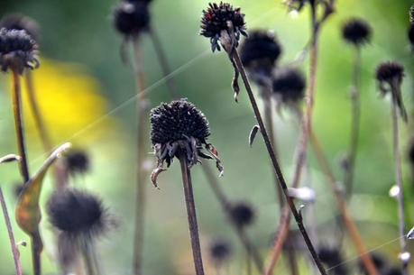 Autumn Tiptoes In . . .