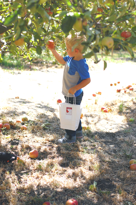 Riley's Apple Farm