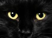 Black Cat, #1069