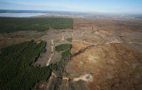 Canada-surpasses-Brazil-as-global-leader-in-deforestation