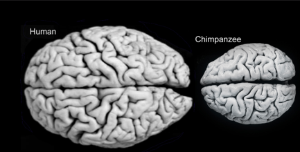 A human and chimp brain. As you can see, when I say ours are absurdly large, I mean it