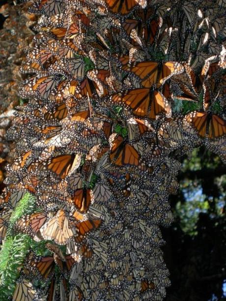 monarch cluster by Jaap de Roodee
