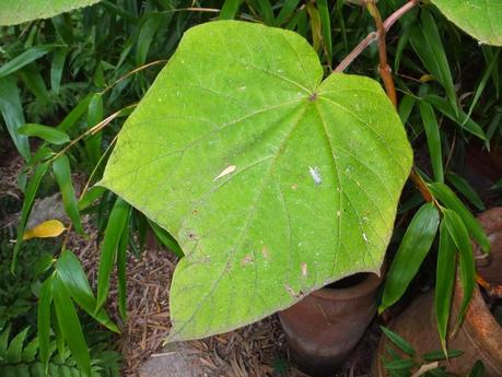 Favourite Plant of the Week - Paulownia tomentosa