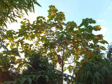 Favourite Plant of the Week - Paulownia tomentosa