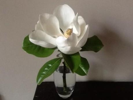 magnolia_1