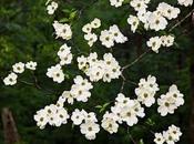 American Dogwood Cornus Florida