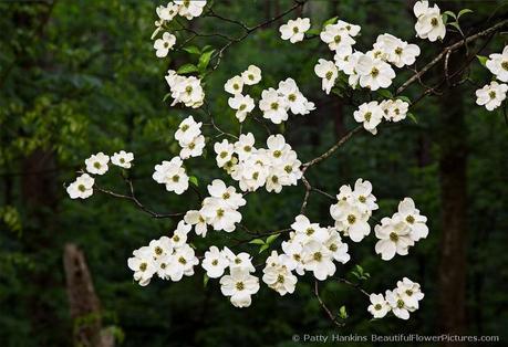 American Dogwood - Cornus Florida