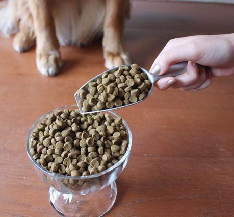 Selecting and Transitioning to an All-Natural Dog Food #PawNatural