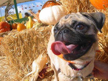 Healthy digestive diet: 7 homemade dog biscuit recipes using pumpkin