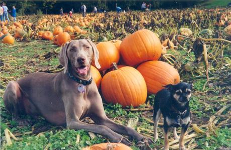 Healthy digestive diet: 7 homemade dog biscuit recipes using pumpkin