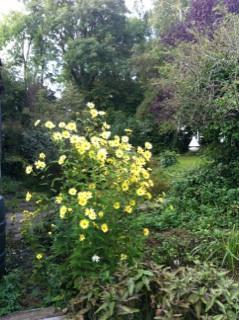 Making Space for Nature Lin`s Garden