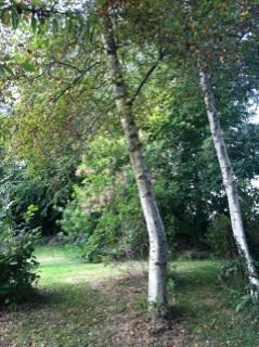 Making Space for Nature Lin`s Garden