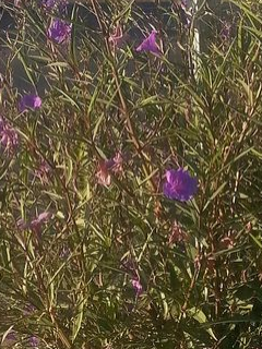 These flowers in this light - truly uncapturable with my phone's camera - are what called me into this creative moment
