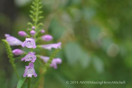 physostegia