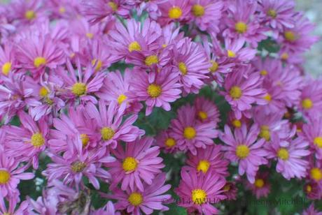 rose chrysanthemum with yellow center