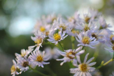 aster tataricus