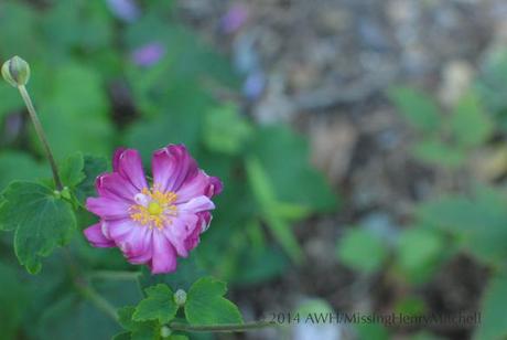 anemone hupenensis 'Pamina'