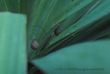 spider egg sacs in yucca plant