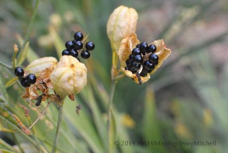 iris domestica seed pod