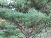 Pinus Densiflora ‘Umbraculifera’