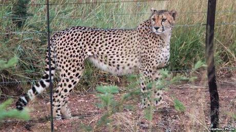 Study: Cheetah Population Dwindling