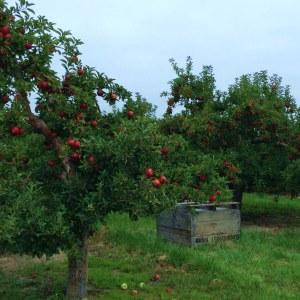 appleorchard2